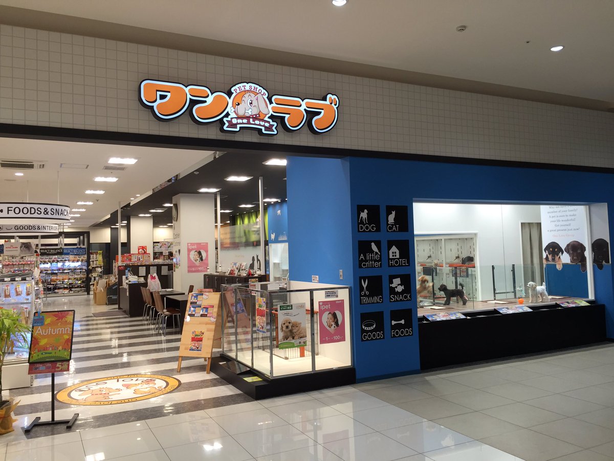 エリート情報 成田営業部 ペットショップ ワンラブ イオンタウン成田富里店 さんにちょっと癒されに立ち寄ってきました やっぱり柴犬かわい なぁ その愛くるしい瞳にまいっちゃいました 芝犬 ワンラブ