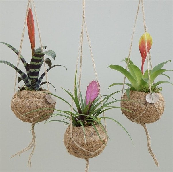 Terug van weggeweest! De "hang" trend. Wat vinden jullie ervan? #durfttevragen #hangen #westland