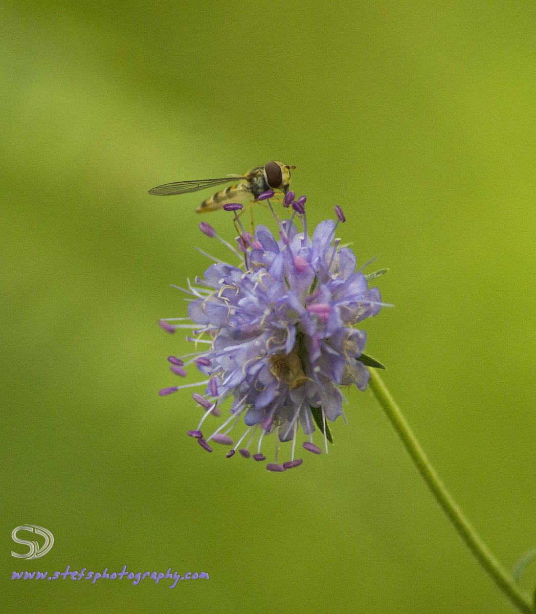 stefv_s's tweet image. #WexMondays @MacroPictures @NaturePix_ @NatGeoMag @SussexLifeMag @SussexWildlife @MacroPhotoFun @MacroHour