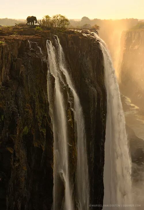 LocalisLekke's tweet photo. #AfricanSoul Brave Elephant by Marsel van Oosten https://t.co/lrfxhV9wa3