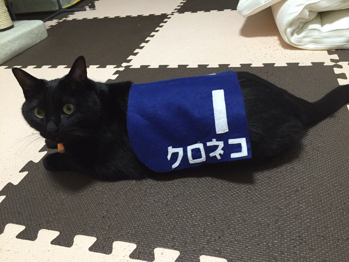 cat_busu's tweet photo. 出走準備
#JRA #TCK #猫ステークス #白猫は先行 #黒猫は差し #シマシマは大逃げ #猫 #競馬 #競猫 #ゼッケン食べちゃう #RTしてほしい #手作り https://t.co/20JGSpIgMi