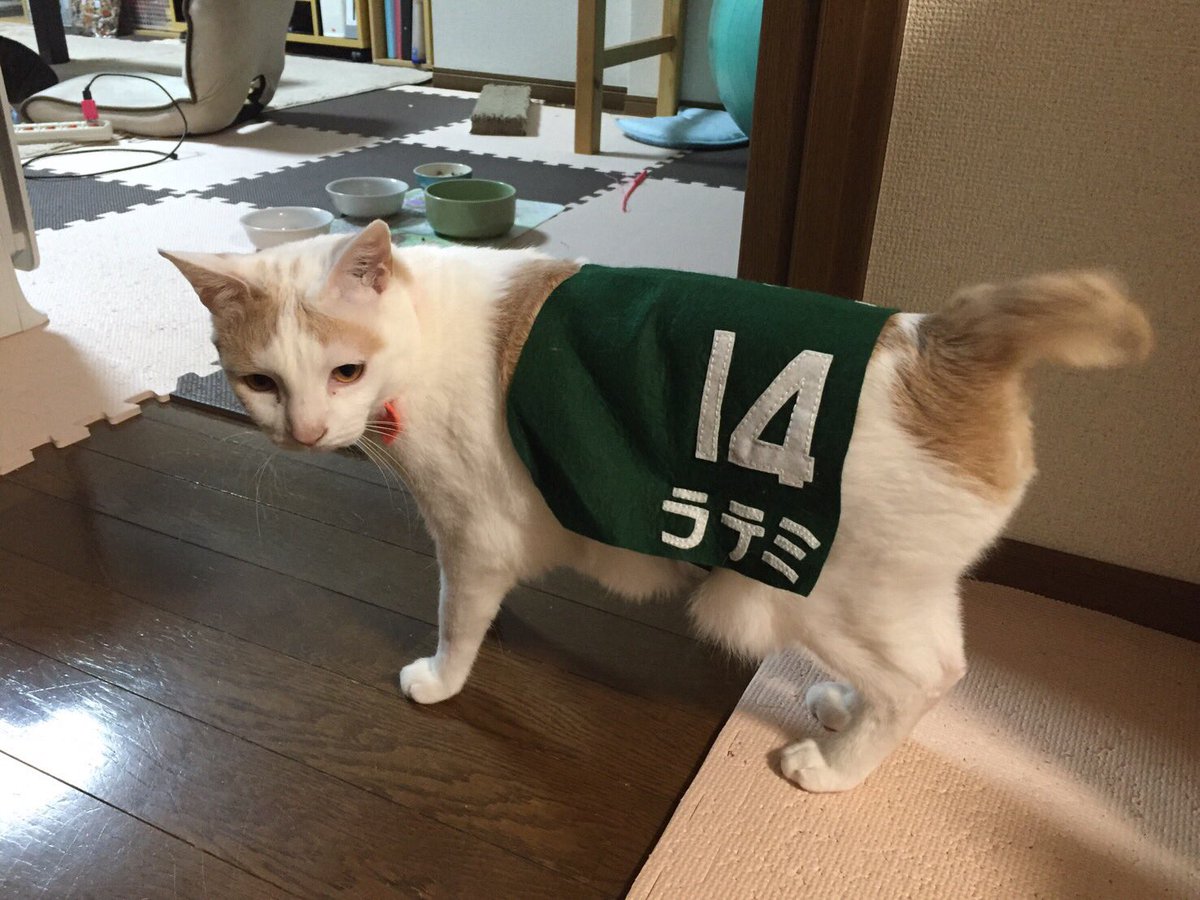 cat_busu's tweet photo. 出走準備
#JRA #TCK #猫ステークス #白猫は先行 #黒猫は差し #シマシマは大逃げ #猫 #競馬 #競猫 #ゼッケン食べちゃう #RTしてほしい #手作り https://t.co/20JGSpIgMi