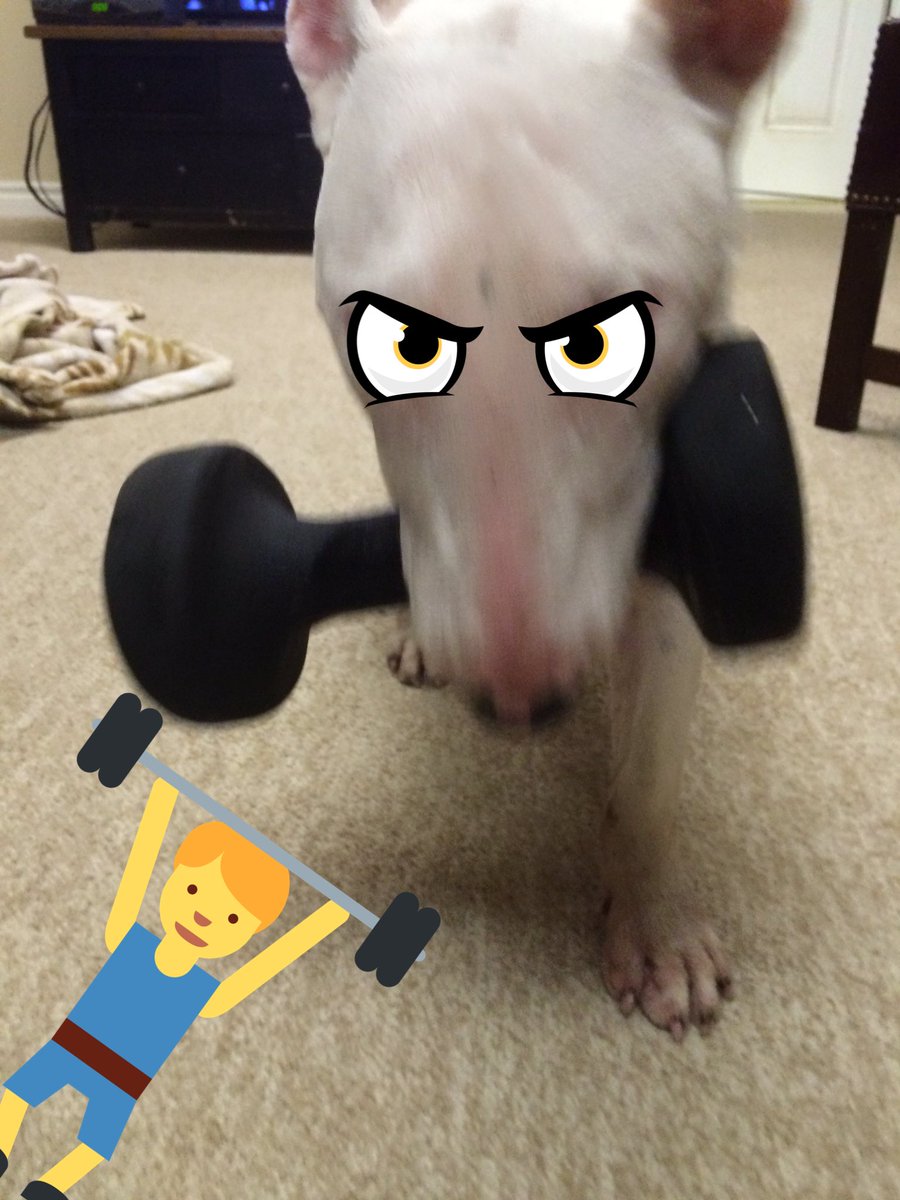 GirlyGwynsLife's tweet photo. My dog was trying to work out lmao #WorkoutDog #WorkOut #Strong https://t.co/edse9zSNK9