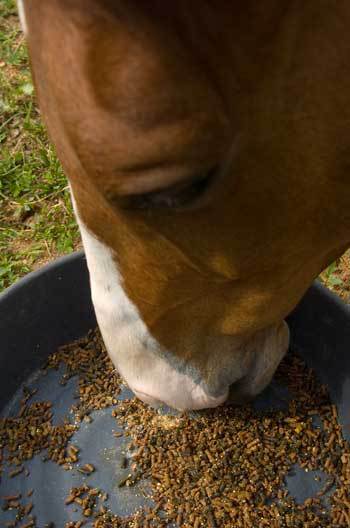 CVEWC's tweet photo. Agri-Foods and Biosciences (Ireland) Cautions Farms About Bute Cross-Contamination In… https://t.co/7C0pE7hoXR https://t.co/9uFfPLoMs0