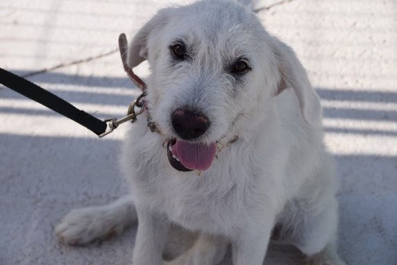 ritavon2's tweet photo. @ProtecTorres  TEO tiene unos 5 meses! Este cachorro de tamaño grande apareció abandonado! #Adopta este amor! https://t.co/lXohk9httG