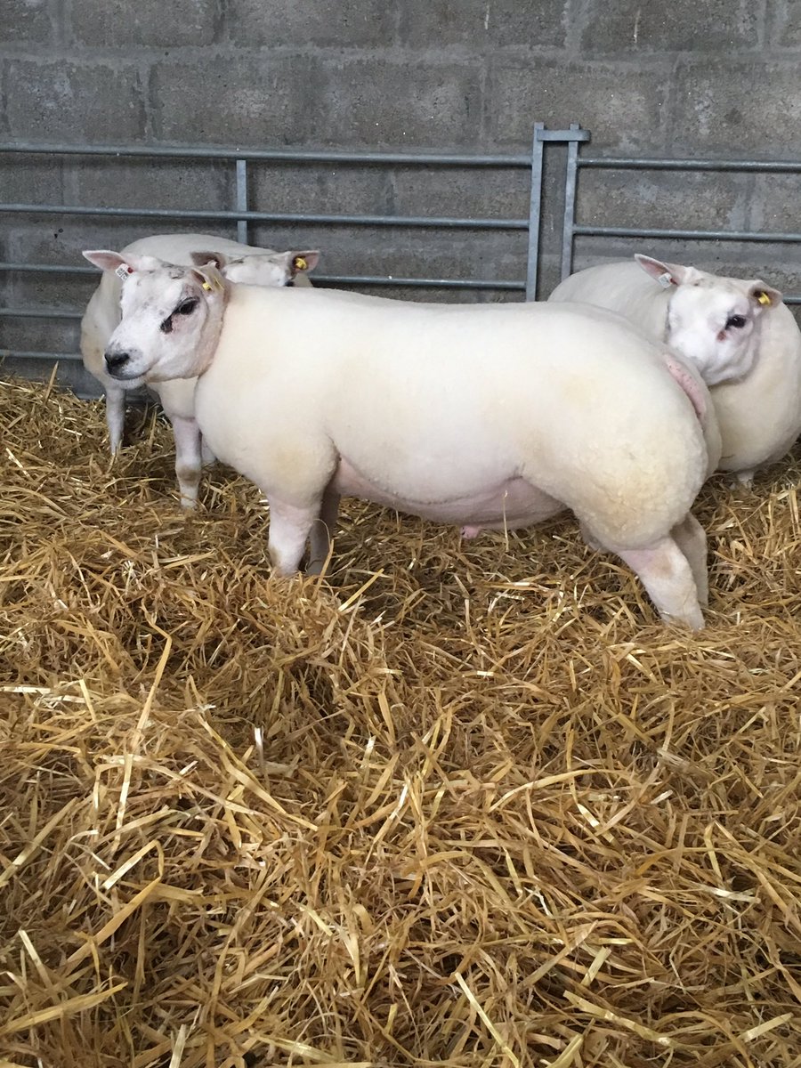 munro_alan's tweet photo. Lambs entered for Lanark sale. #beltexsheepsociety https://t.co/GoCtSYQdFP