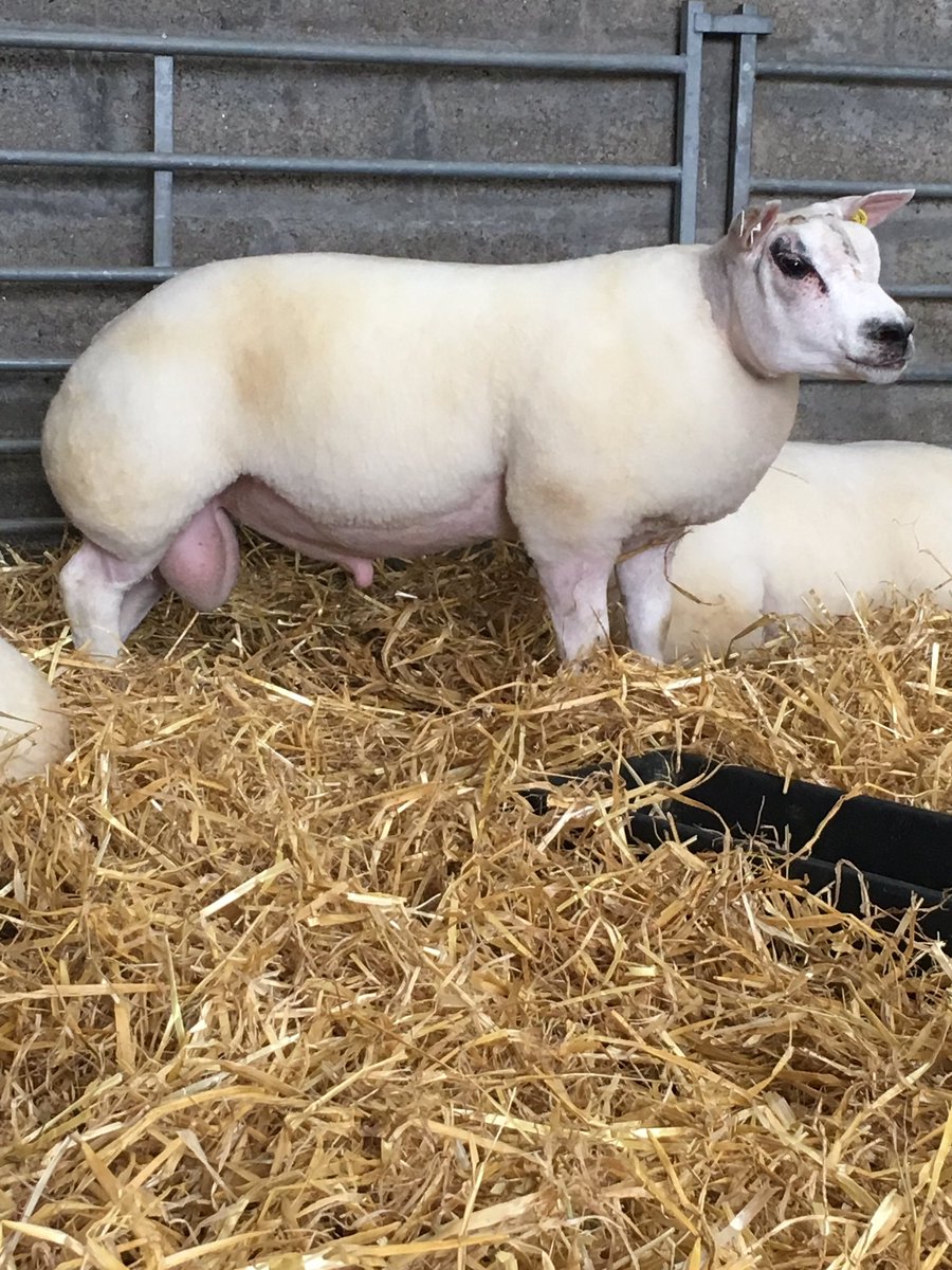 munro_alan's tweet photo. Lambs entered for Lanark sale. #beltexsheepsociety https://t.co/GoCtSYQdFP