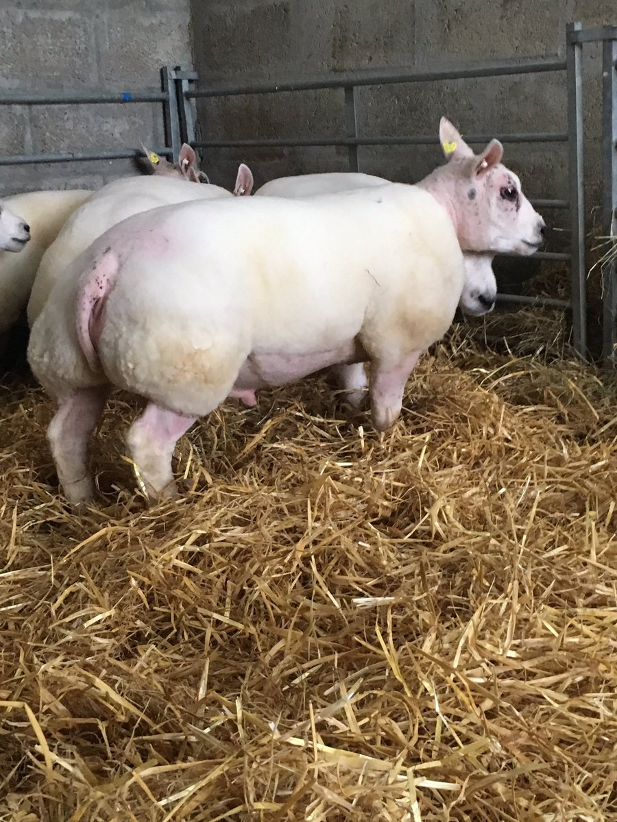munro_alan's tweet photo. Lambs entered for Lanark sale. #beltexsheepsociety https://t.co/GoCtSYQdFP