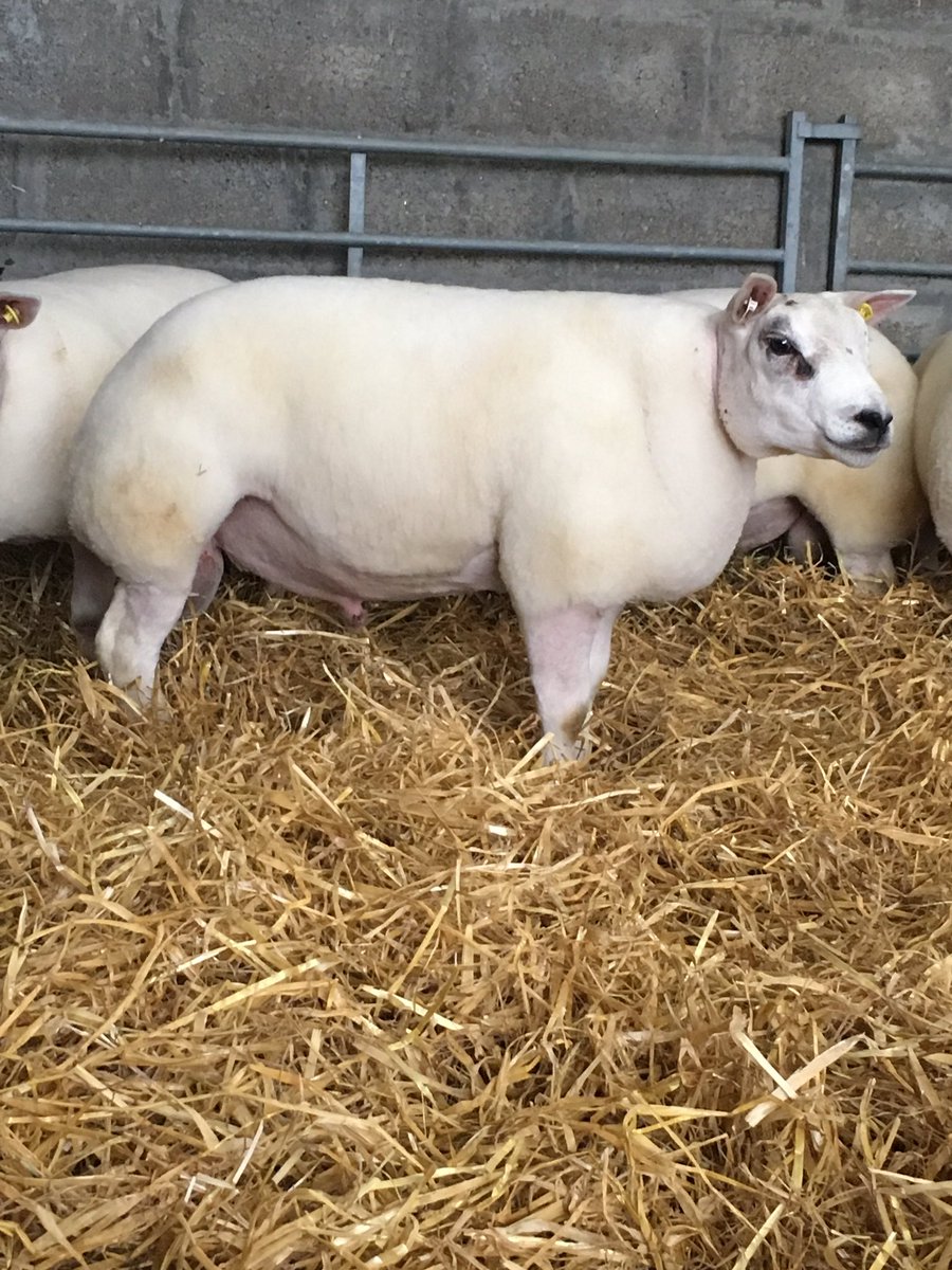 munro_alan's tweet photo. Lambs entered for Lanark sale. #beltexsheepsociety https://t.co/GoCtSYQdFP