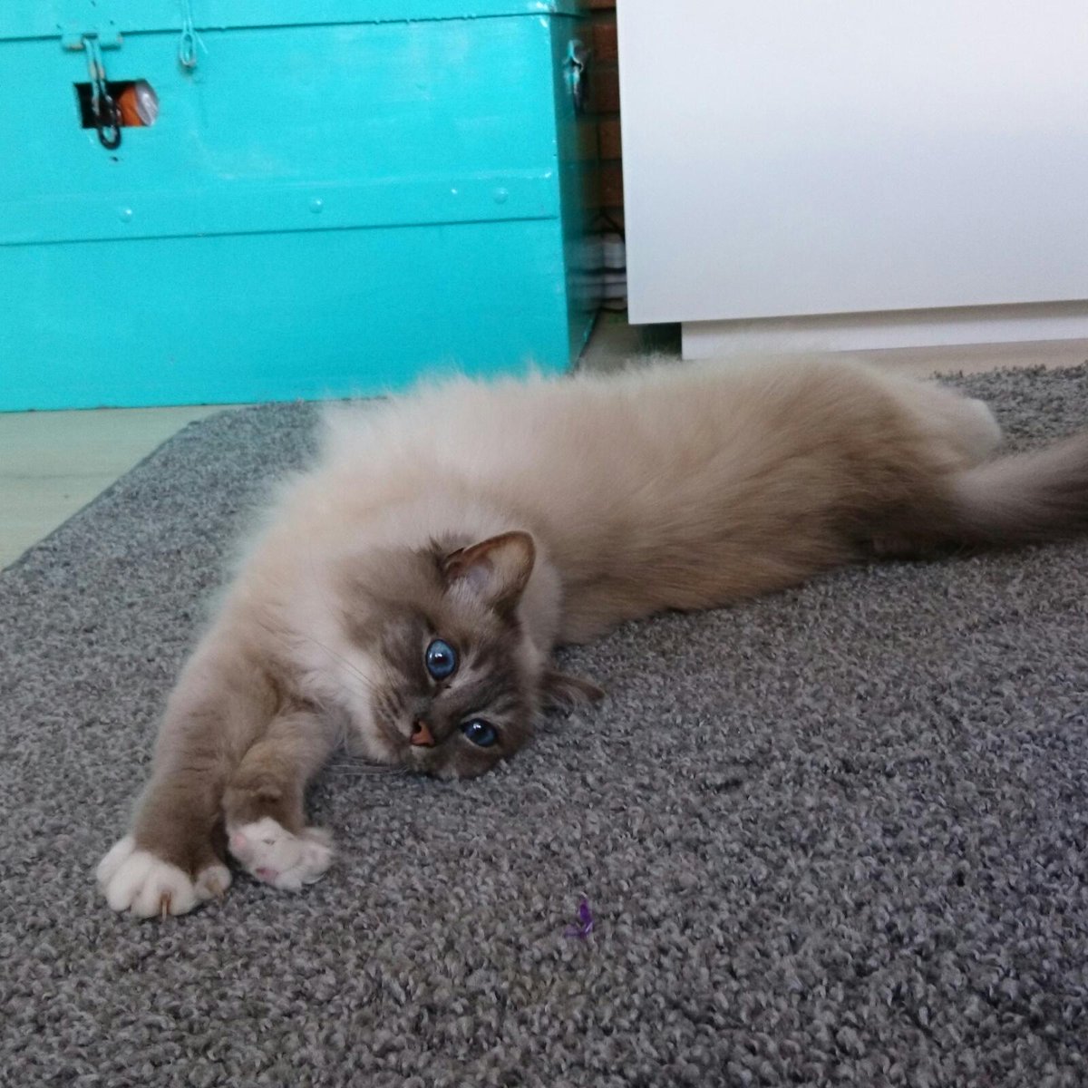 Choco__Mel tweet picture