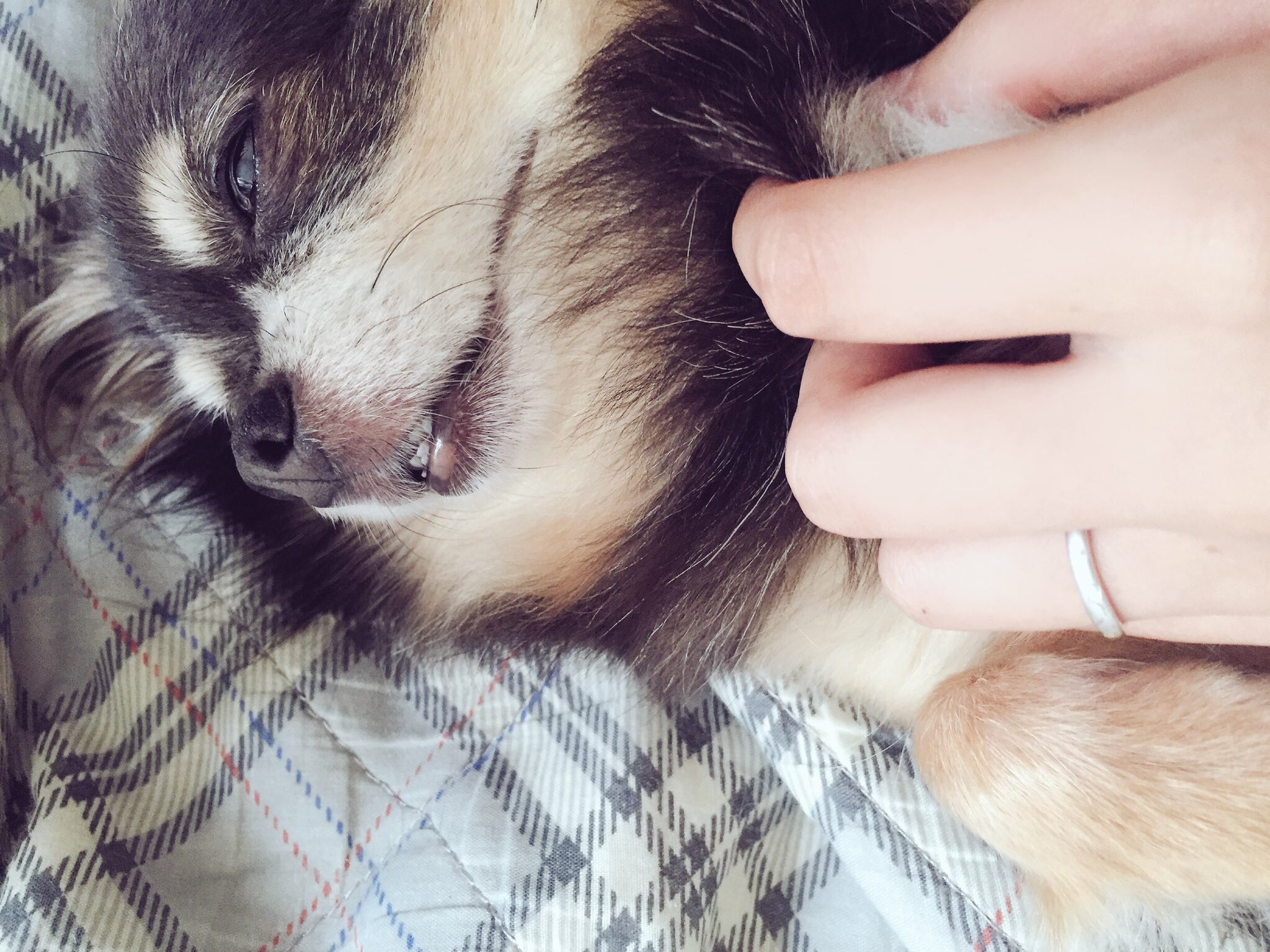 あいぬ 油断すると出てくるよー あ うちもか 出っ歯 オーバーショット 愛犬 チワワ しゃくれ 噛み合わせ アンダーショット あいぬ 油断すると出てくるよー あ うちもか 出っ歯 オーバーショット 愛犬 チワワ しゃくれ 噛み合わせ アンダーショット
