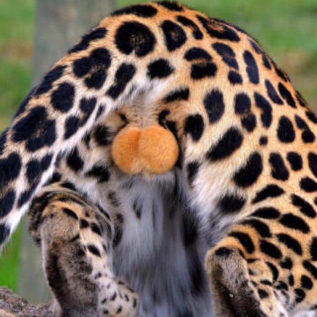 冬華 とうか 注 下ネタかもしれない この歌 笑顔咲く 君と 繋がって たい 隣同士 あなたとあたしさくらんぼ さくらんぼなんかより キン マほうが離れない感じしませんか 皮に包まれてさくらんぼよりは安全だし ほら あったかい