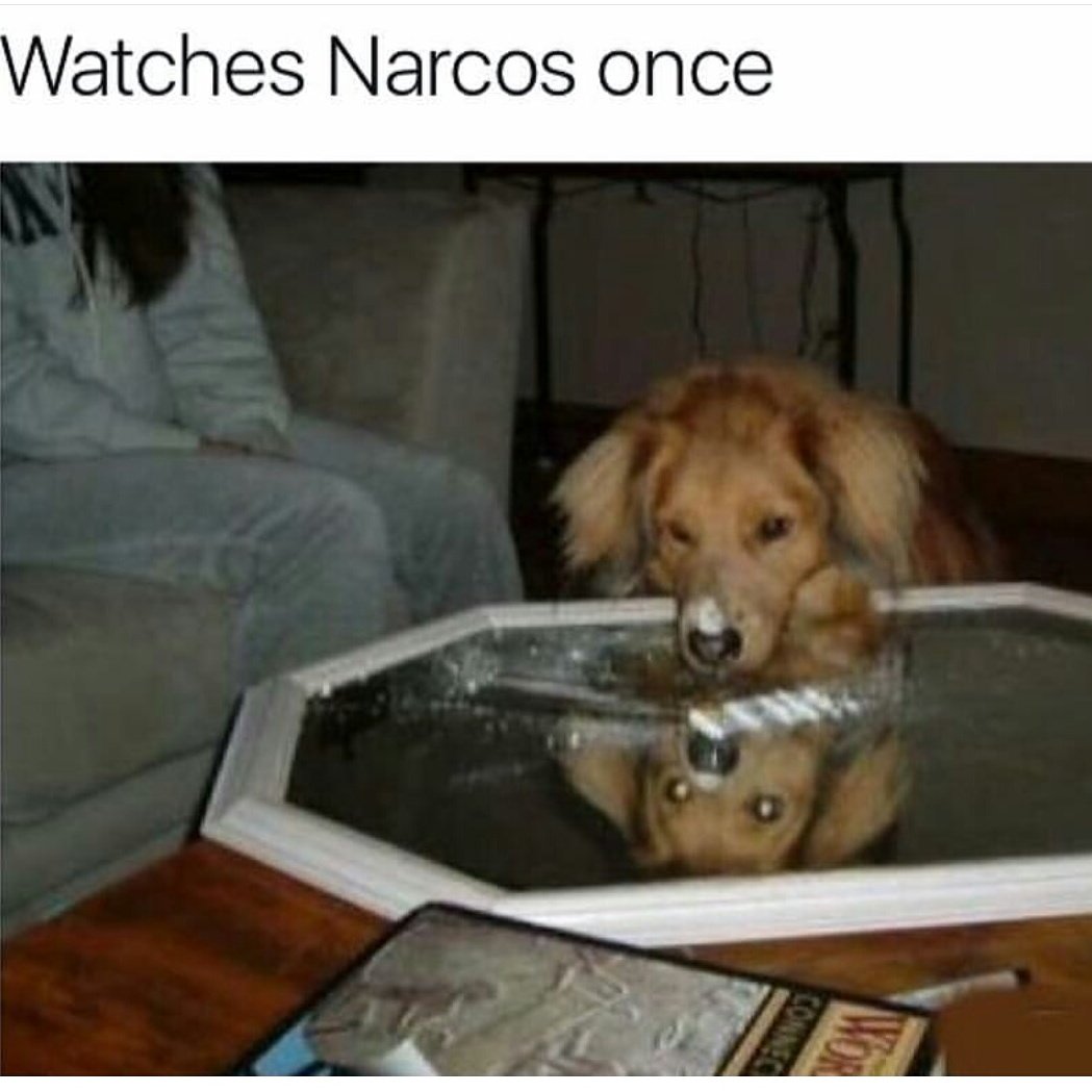 netflix #narco #narcos #narcostyle #narcosseason2 #narcos2 #drugs #dog  #dogs #puppy #puppies #pet #pets #animal #me
