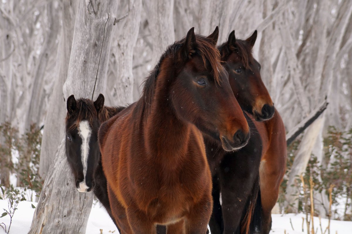 Van_Demonian's tweet photo. On why #SaveTheBrumbies and #NSWParks want the same thing: good outcomes for horses https://t.co/PJADJM7T7n https://t.co/lMZidPjzAm