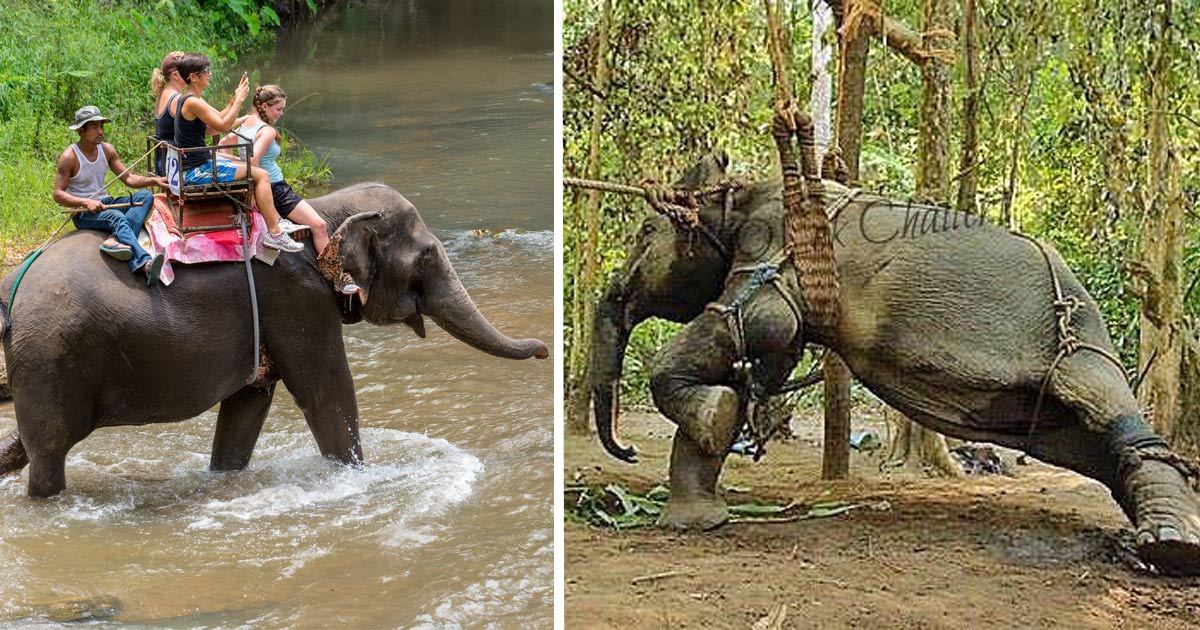 matissecockerpo's tweet photo. What Happens Before You Ride That Elephant. Stop #Phaajan #Phajaan
https://t.co/dkhx7mjHs1
https://t.co/6kHX7YVXd3 https://t.co/oztdTuKpJm