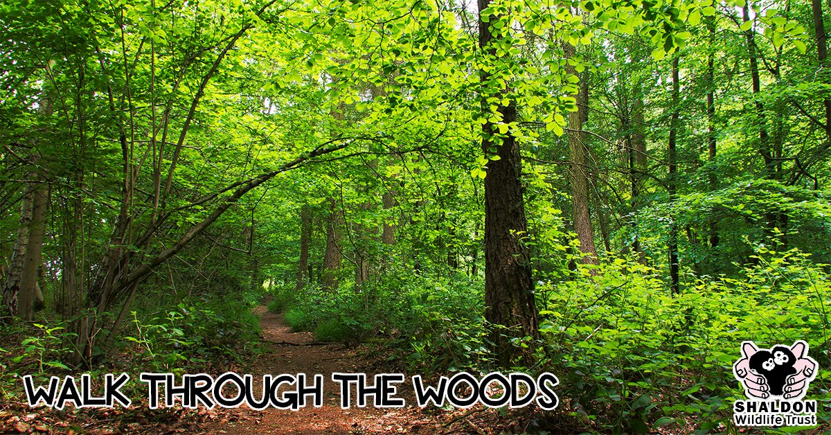 Enjoy a long peaceful walk through our acres of surrounding woodland! Visit bit.ly/ShaldonZoo #Devon