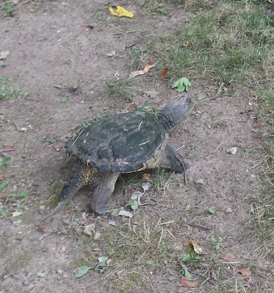jstorelli's tweet photo. This weekend we saved a turtle from evil construction!  #HappyRelocation to Powdermill Park #ROC https://t.co/1CGuEU8SX4