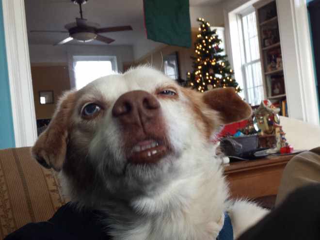 ehdannyboy's tweet photo. WE INTERRUPT YOUR PROGRAMMING TO BRING YOU THESE DOGS MID-SNEEZE https://t.co/vbBzmwhbEI