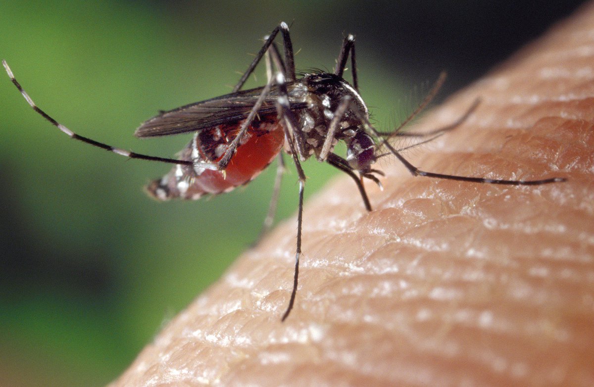 PioneerRx's tweet photo. The #Zikavirus: a global, public health emergency 
https://t.co/zUWrC04kfO https://t.co/DmfDoDGiM5