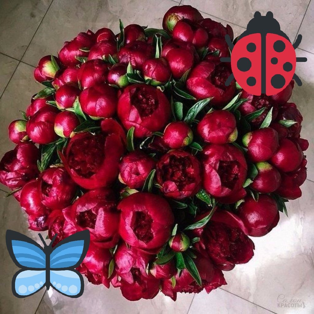 Бордовые ред Шарм пионы букет