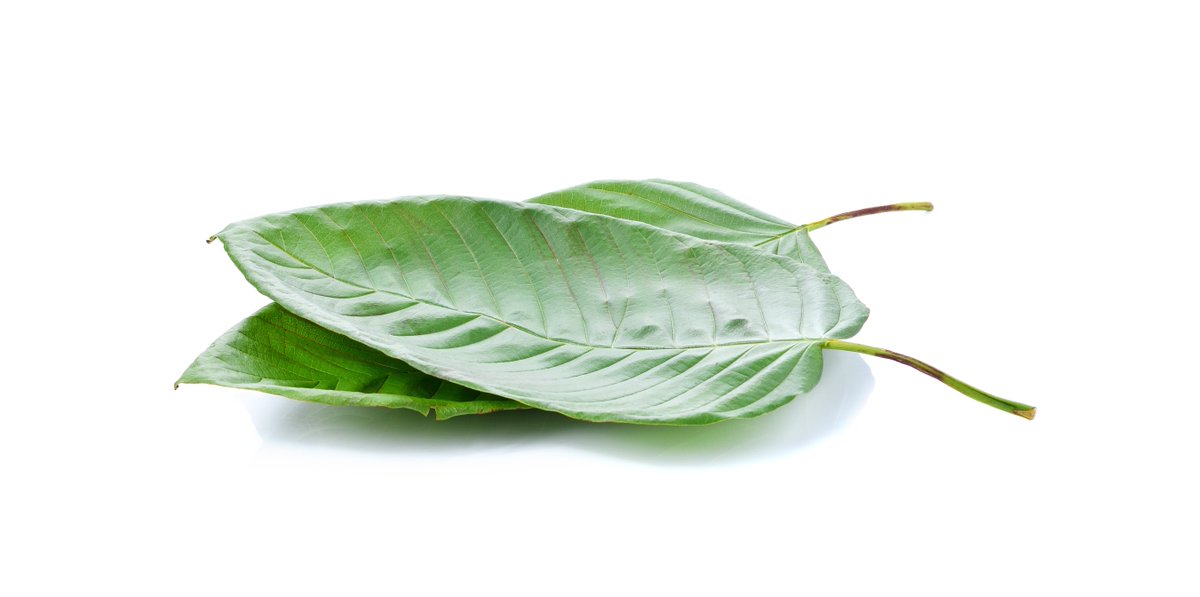 HIGH_TIMES_Mag's tweet photo. #READ DEA Declares War on Kratom. Lend Your Voice To The Petition https://t.co/s08vNxFDYc  https://t.co/oarl13QQ66 https://t.co/odwP6l2q3t