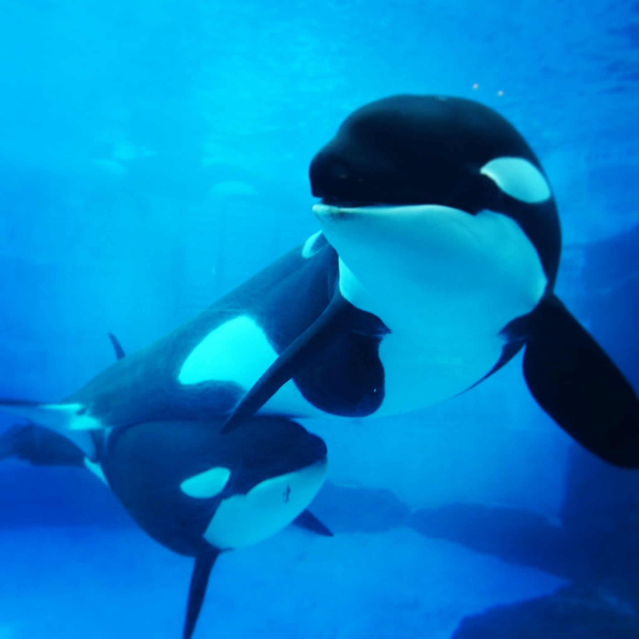 Yuki Twitter પર 泳げないけど海が好きです 海の生き物が大好きです カピバラと並ぶくらいシャチが大好きです 魚の中ではジンベエザメが大好きです 水族館が癒しの場 目指せ水族館制覇 海好き 水族館好き シャチ好き 待受写真 名港水族館 Yuki Twitter પર 泳げないけど海が好きです 海の生き物が大好きです カピバラと並ぶくらいシャチが大好きです 魚の中ではジンベエザメが大好きです 水族館が癒しの場 目指せ水族館制覇 海好き 水族館好き シャチ好き 待受写真 名港水族館