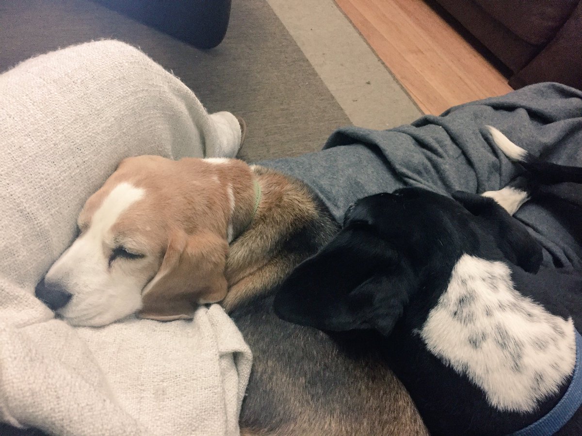 IzzyandCooper's tweet photo. Lap warming B whilst she watches boring stuff for her Law studies #doglife #wheredidspringgo https://t.co/YNcafrkGS1