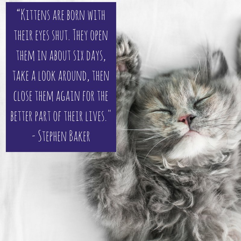 Feliway's tweet photo. A smart lifestyle choice, wouldn't you agree? https://t.co/3NTKJItODa