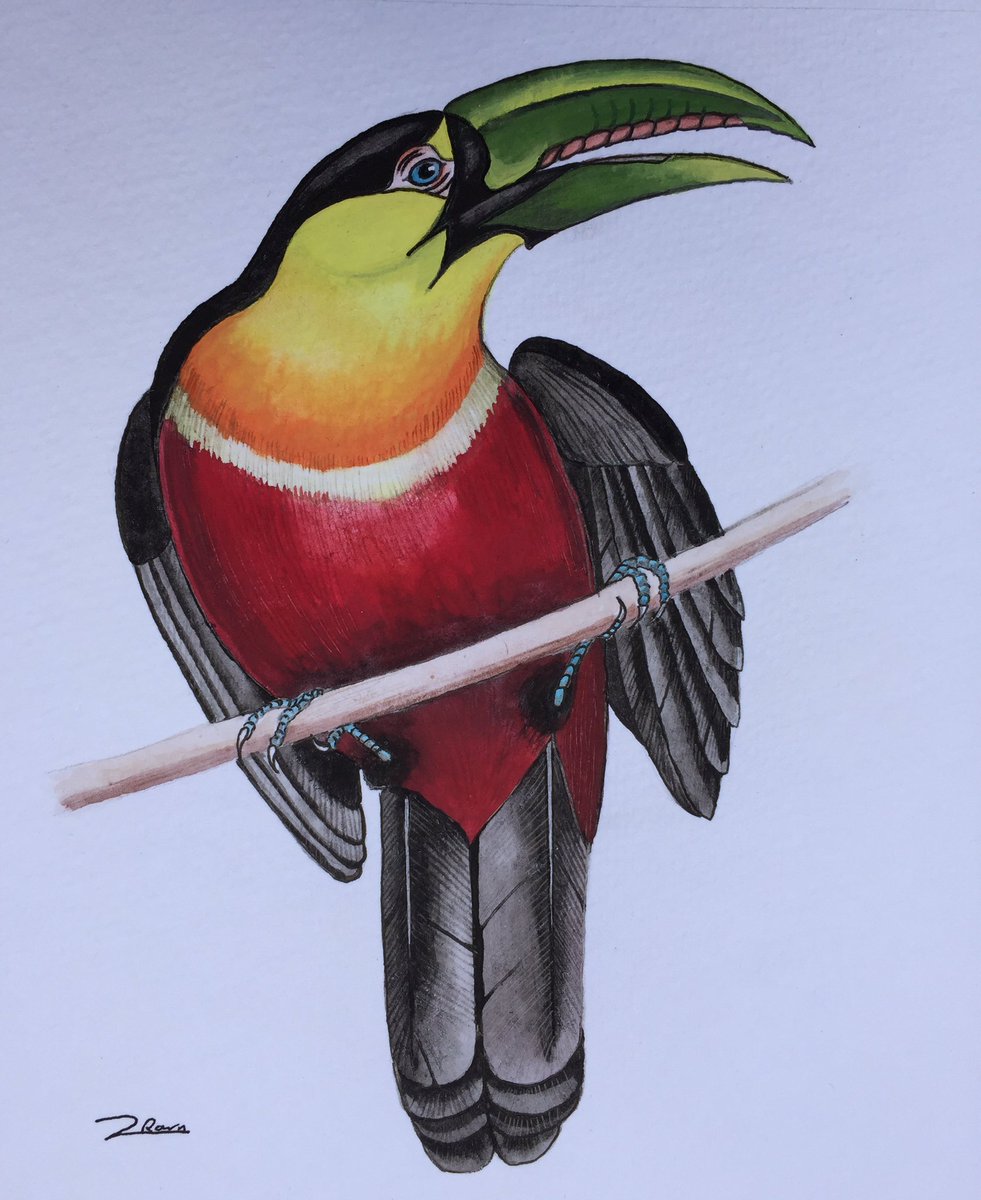 Feathers by Zach (@feather_by) / Posts / X