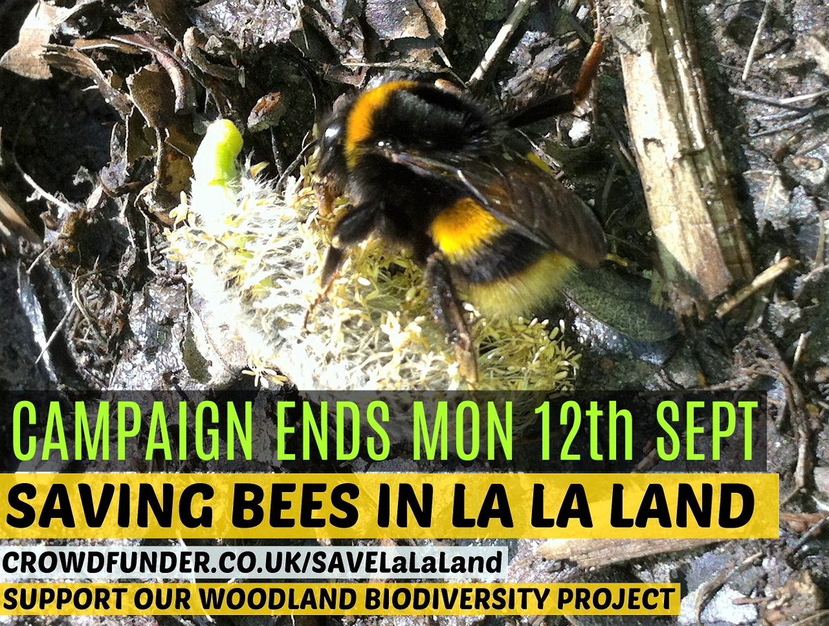 SaveLaLaLand's tweet photo. #URGENT ENDS TONIGHT!
Save #Surrey #Woodland #Ecology
https://t.co/YCpnYkngIT
#beesAreDying #Bees #Conservation #p2p https://t.co/LJC0bbrK2R