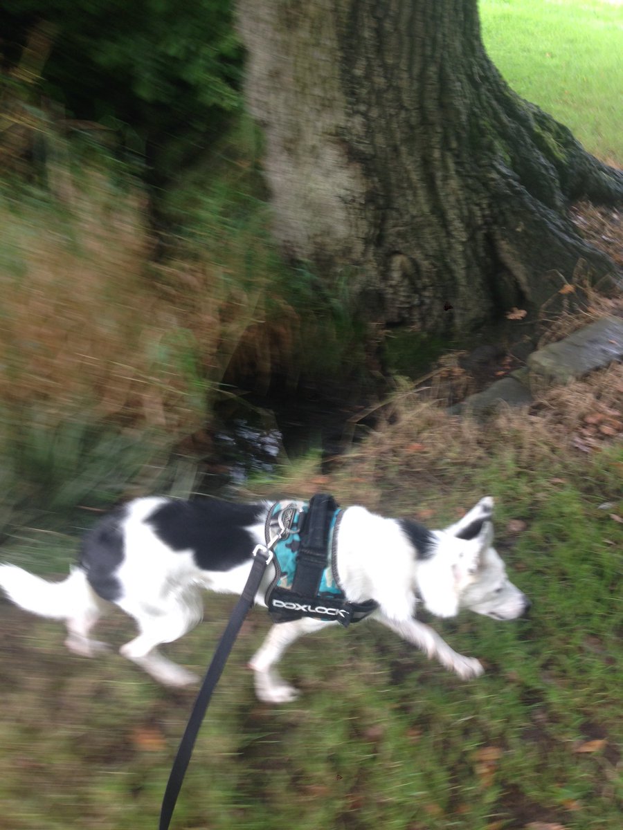 walkingwithsam's tweet image. Would like to welcome Jess to the new pack. Such a beautiful boy X