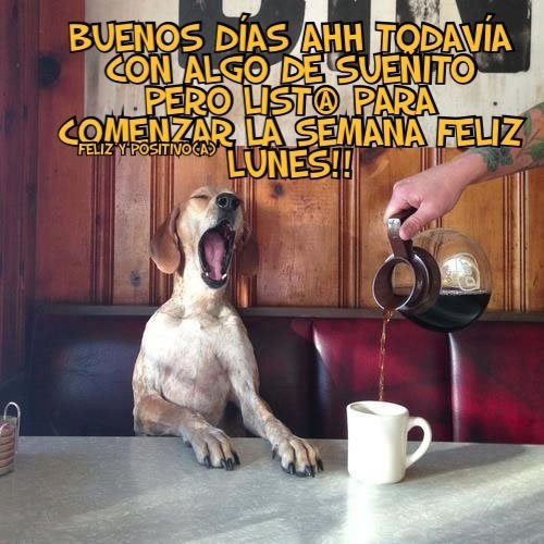 VAMOS ¡¡¡¡ CAFE PARA TODOS ... PERROS¡¡