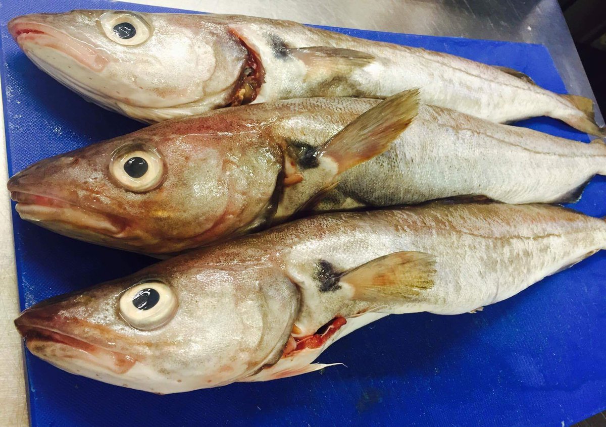 StillandWest's tweet photo. Fresh fish every day.. See our chefs signature dishes! 🐟 #foodie #wetaketastepersonally #southsea #fullerskitchen https://t.co/LxNxC1qQZO