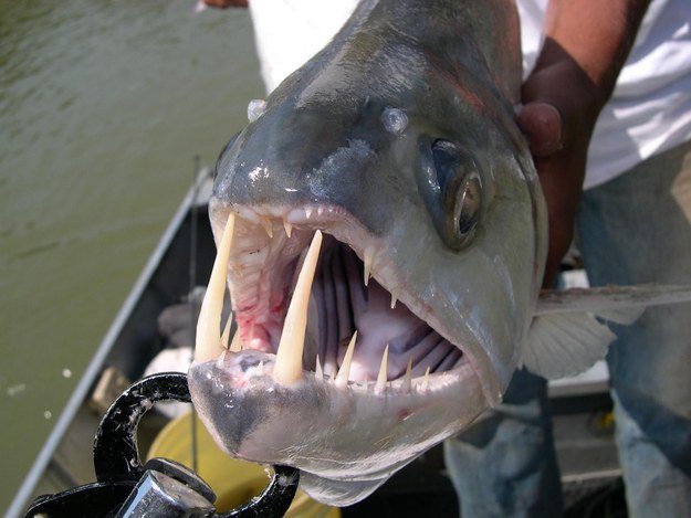 Going to need a lot more floss.  The Payara, or VAMPIRE FISH, impales its pray on its two gigantic front fangs.