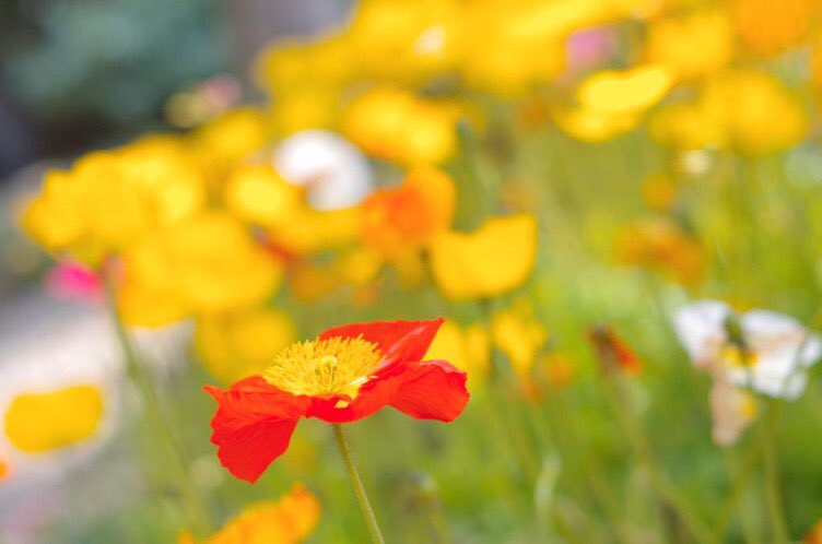 くるとん自己満写真館 花言葉とかサラッと言える人かっこいいって思ったから勉強しようと思う T Co Lee7jvrdpz Twitter