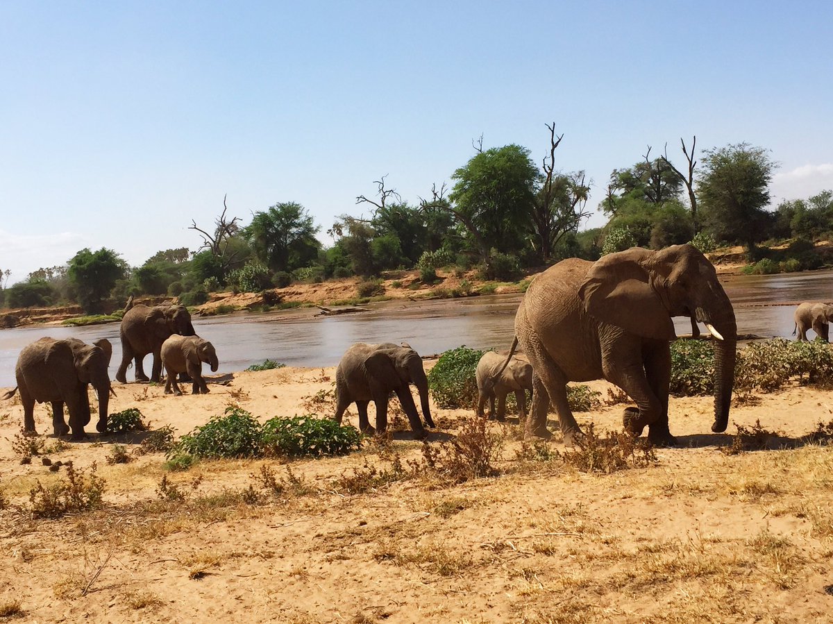 Great to visit Samburu! Huge fan of the conservation work from <a href="/elephantwcamp/">Elephant Watch Camp</a> <a href="/Saba_DH/">Saba DouglasHamilton</a> &amp; team on #savetheelephants