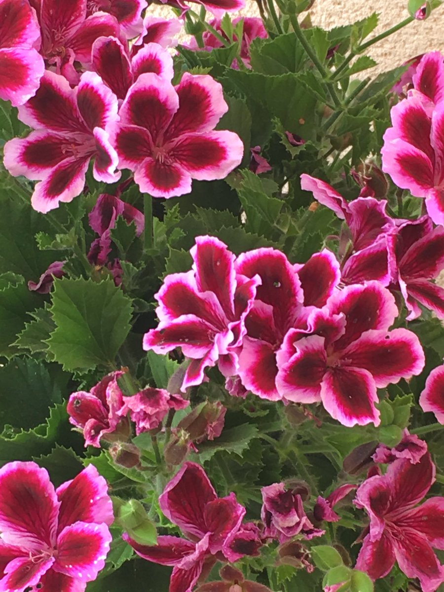 Gorgeous flowers in a Spanish garden. Inspiration for my next painting!  #artist #flowers #art #abstractpainting