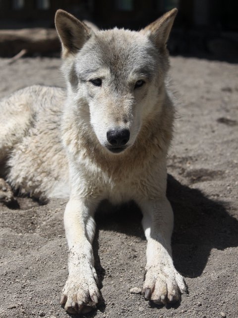 狼祭実行委員 Twitterren 獲物を追跡し 走って追い詰めるという形の狩りを主体とするオオカミ 指と爪が広がり地面をしっかり掴める構造になっています 狼情報