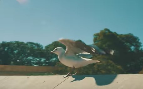 Gxbriellemxry's tweet photo. Here's the 6 best cutsβοΈ from @LittleSea's #CutItOutMusicVideo πΆβ¨ππΌ
πππ½ https://t.co/FTA9Ag25yM https://t.co/wWLChEt8e4