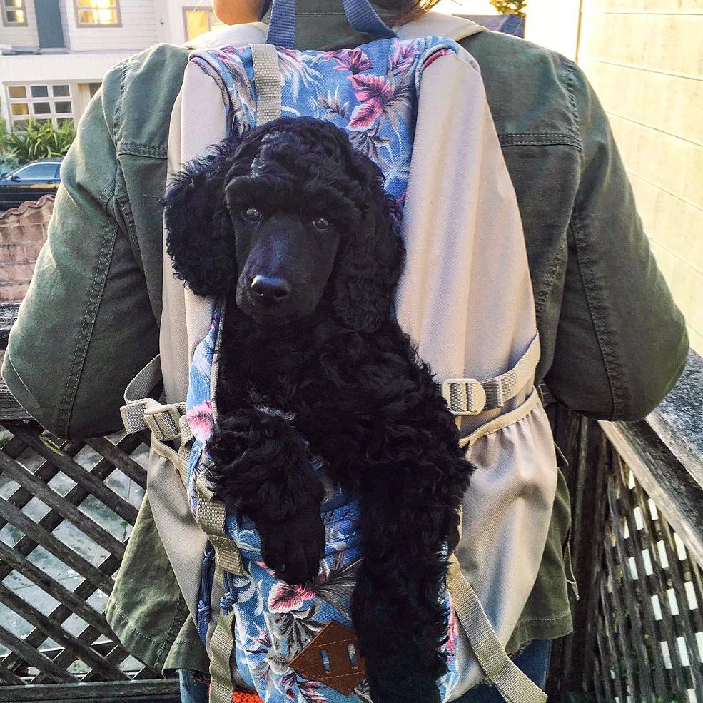 jansportjp's tweet photo. 愛犬と一緒なら、お出かけもますます楽しくなるよね♪
https://t.co/uZGJfU7UwA
#JanSport #Hatchet #OutsideCollection #LifeUnzipped https://t.co/GyHQV7tDql