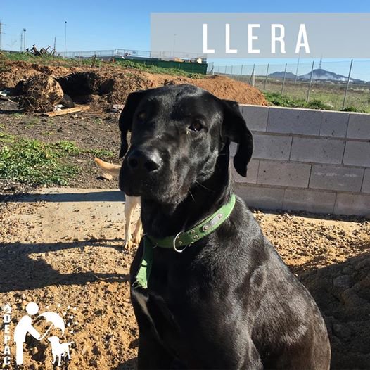 ADEPACCalamonte's tweet photo. LLERA, cruce pastor mallorquín, 2 años. Enorme, zalamera y perezosa y sin nadie que pregunte. ¡PRECIOSA! ¡ADOPTA! RT https://t.co/Uu7SD295sS