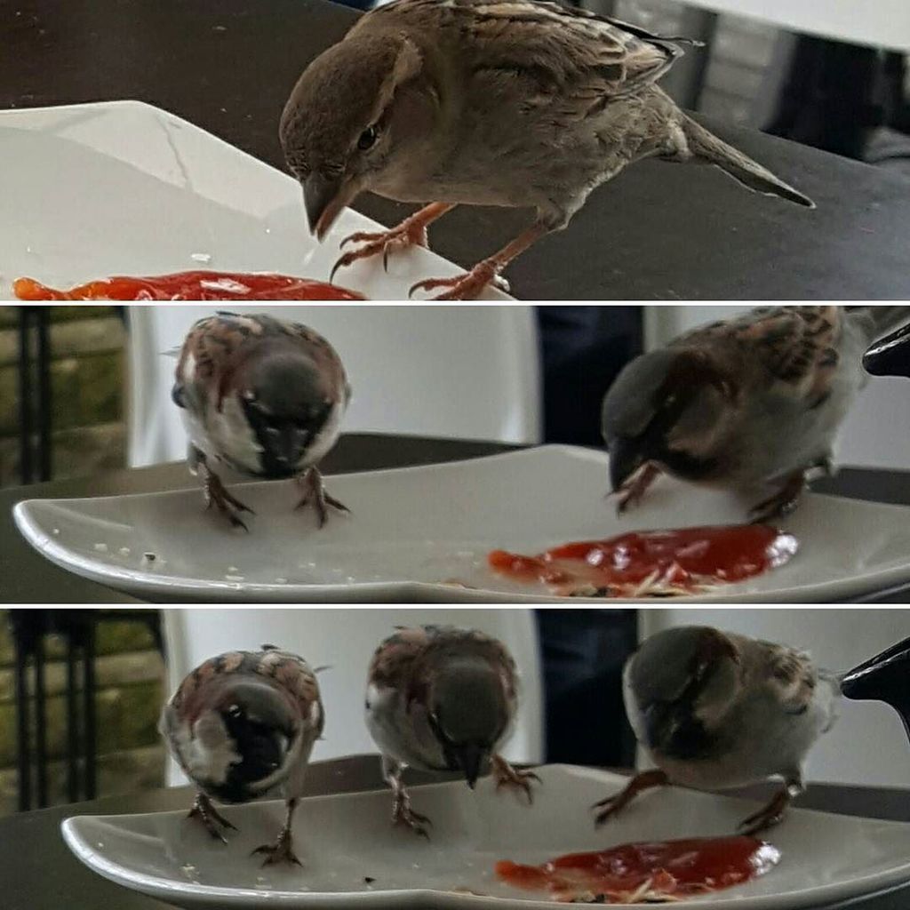 robeanne's tweet photo. One, two, three little dickey birds.. #spuggies #sparrows #greedy #scavengers #opportunist… https://t.co/T5fctGozIS https://t.co/zisZhgBp2U