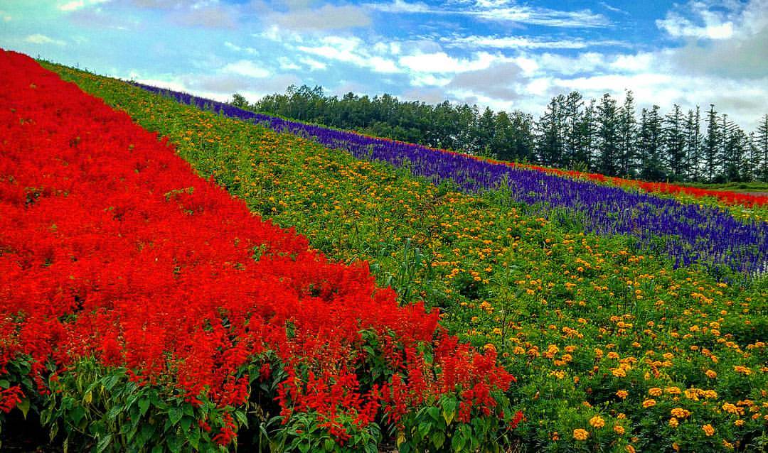 spookyisme's tweet photo. Dream. #summer #Hokkaido #shikisainooka #travelphotography https://t.co/wkQVZ85ZFO