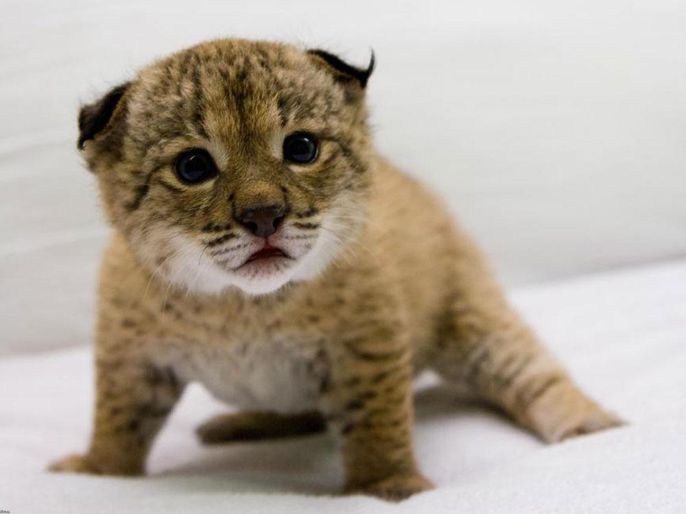 El lince ibérico es el felino➕amenazado del🌍
Al proteger su hábitat también lo conservamos
SEPRONA☎️062
 We♥🐯lynx