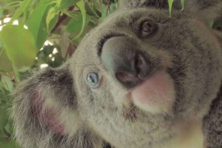 indexhu's tweet photo. Visszaengedték a vadonba Bowie-t, a koalát #ausztrália #koala #vadon https://t.co/u8QAcofLx5 https://t.co/SWmG7aPUyW
