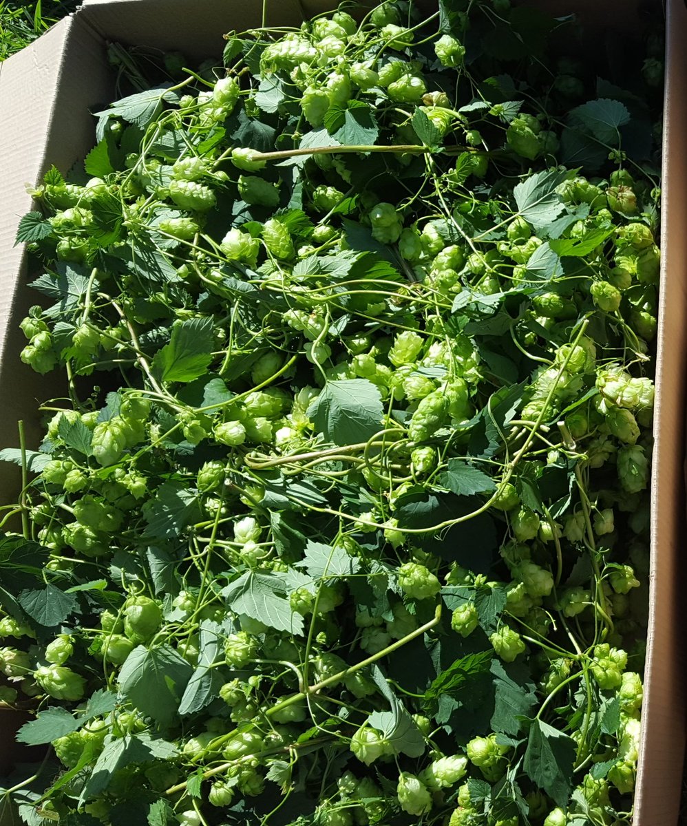 Fizz Software tweet media