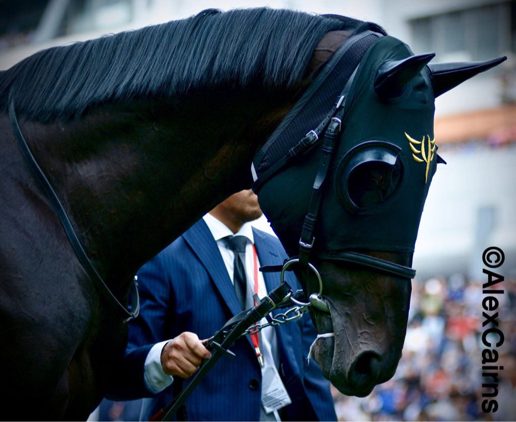 ACHorseRacing's tweet photo. If Batman had a horse... The stunning CHERRY BRANDY at Seoul. #DarkKnight #KRA2016 https://t.co/J83NNYEz82