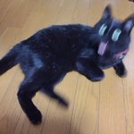 猫が最大級にびっくりするとこうなるの？w決定的瞬間をとらえた写真w