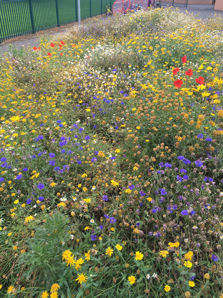 NCEAChaplain's tweet photo. The new wild flower garden #JamesKnott campus buzzing with insects @primarydirector @The_RHS @AshingtonCrier https://t.co/zpS442rDaO