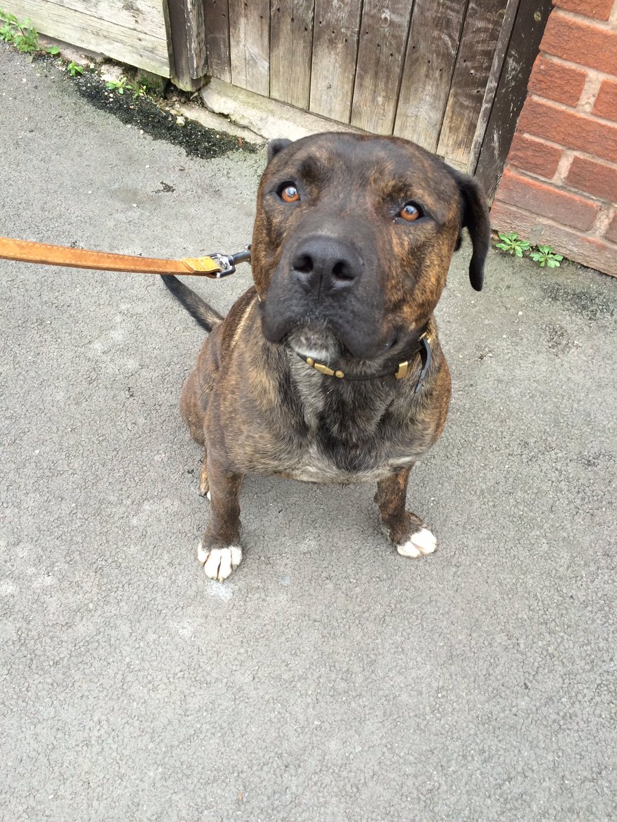 faye1810's tweet photo. found a stray dog. Vet doesn't want to know. Dog warden doesn't want to know. Kennels shut till tomorrow 😟 https://t.co/ubU38WsXli